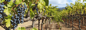 Grapes in wine country vineyard