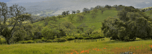 A grassy hillside with trees and flowers.
